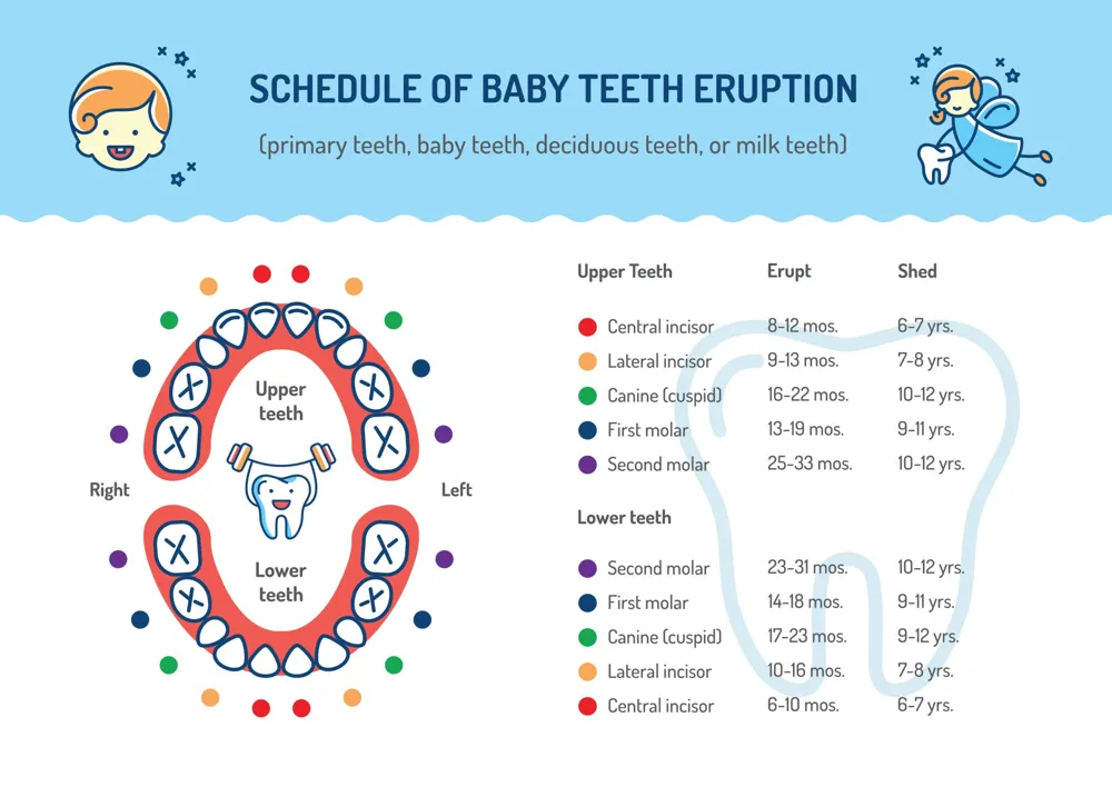 Chart of baby teeth and when they erupt